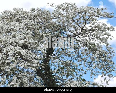 Beautiful big Flowering dogwood tree Cornaceae or Cornus florida with white blossoms Stock Photo