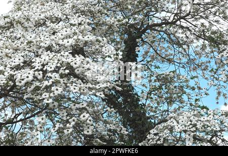 Beautiful big Flowering dogwood tree Cornaceae or Cornus florida with white blossoms Stock Photo