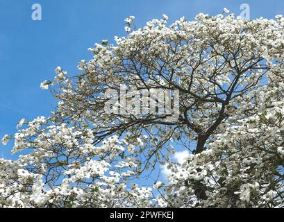 Beautiful big Flowering dogwood tree Cornaceae or Cornus florida with white blossoms Stock Photo