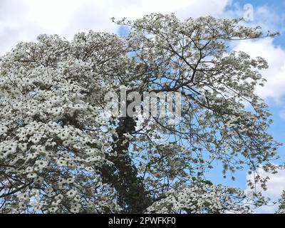 Beautiful big Flowering dogwood tree Cornaceae or Cornus florida with white blossoms Stock Photo