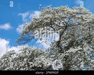 Beautiful big Flowering dogwood tree Cornaceae or Cornus florida with white blossoms Stock Photo