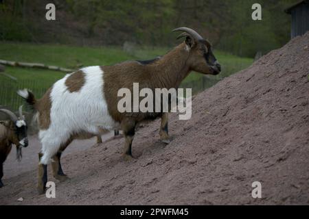 African Pygmy. West African Dwarf or Pygmy goat. Stock Photo