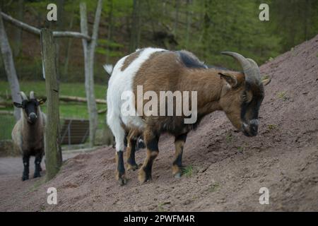 African Pygmy. West African Dwarf or Pygmy goat. Stock Photo