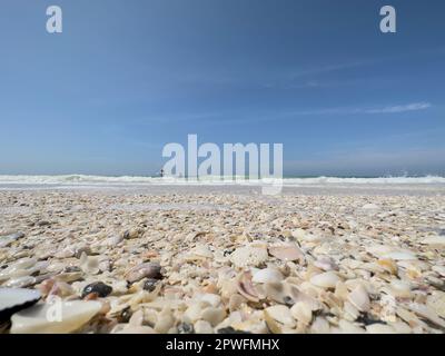 Naples, Florida, USA. 3/18/23.  Keewaydin Island barrier island beach filled with sea shells along Gulf of Mexico, Naples Florida USA. Credit: Jennifer Graylock-Graylock.com 917-519-7666 Stock Photo