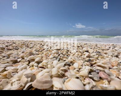 Naples, Florida, USA. 3/18/23.  Keewaydin Island barrier island beach filled with sea shells along Gulf of Mexico, Naples Florida USA. Credit: Jennifer Graylock-Graylock.com 917-519-7666 Stock Photo