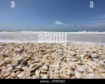 Naples, Florida, USA. 3/18/23.  Keewaydin Island barrier island beach filled with sea shells along Gulf of Mexico, Naples Florida USA. Credit: Jennifer Graylock-Graylock.com 917-519-7666 Stock Photo