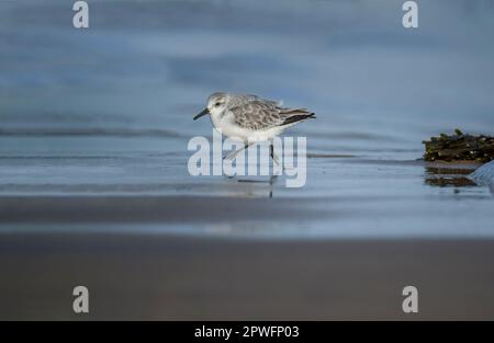 Sanderling, Calidris alba, on the beach in the winter in the uk Stock Photo