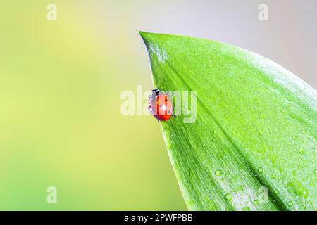 Ladybird on a green leaf in a spring meadow, selective focus close-up, copy space for text Stock Photo