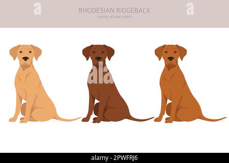 Rhodesian ridgeback clipart. Different poses, coat colors set.  Vector illustration Stock Vector