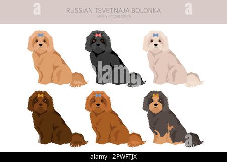 Russian tsvetnaja bolonka clipart. Different poses, coat colors set.  Vector illustration Stock Vector