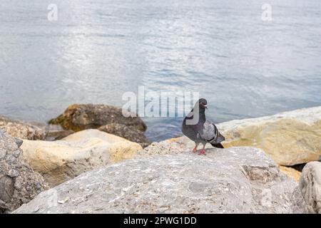 Pigeon injured in one leg. Legged disabled pigeon bird. A wounded grey black dove with one paw walking along the seaside promenade Stock Photo