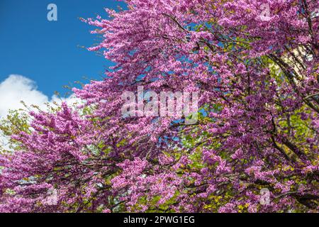 Judas tree, or Cercis siliquastrum in bloom Stock Photo