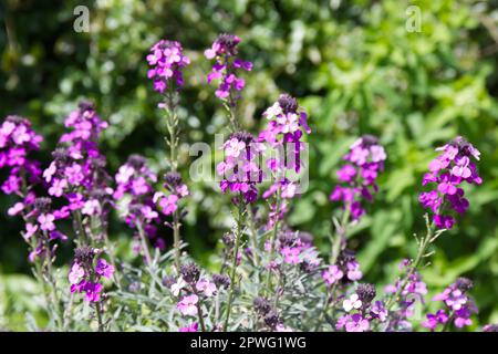 Purple spring flowers of perennial wallflower Erysimum 'Bowles's Mauve' in UK garden April Stock Photo