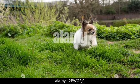 A happy dog plays in a lush green field, enjoying the sunshine and fresh air as they explore their home Stock Photo