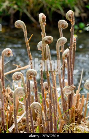 Unfurling fern fronds, Osmunda regalis shoots Stock Photo