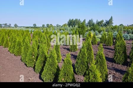 Thuja occidentalis in garden center. Plant nursery. Stock Photo