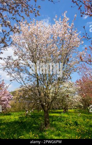 Blooming Tree Prunus serrulata 'Sunset Boulevard' Stock Photo