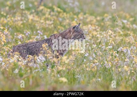 A bobcat, Lynx rufus, stands in a field of blooming flowers, possibly wild radish, Raphanus sativus, an introduced species to California. Stock Photo