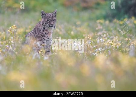 A bobcat, Lynx rufus, stands in a field of blooming flowers, possibly wild radish, Raphanus sativus, an introduced species to California. Stock Photo
