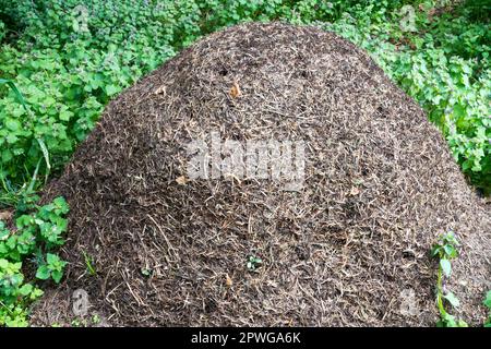 Wood Ant Nest, Anthill forest, Formica rufa, Animal buildings Ants Nest Stock Photo