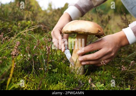 https://l450v.alamy.com/450v/2pwgamn/man-cutting-porcini-mushroom-with-knife-outdoors-closeup-space-for-text-2pwgamn.jpg