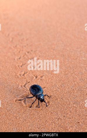 Dung Beetle in the Saharan desert in Morocco Stock Photo