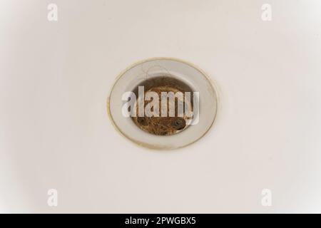 Hair loss problem. Clogged drain in the sink, bathroom - long hair. Close-Up. Stock Photo