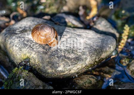 Empty snail shell resting on a rock in the woods. Stock Photo