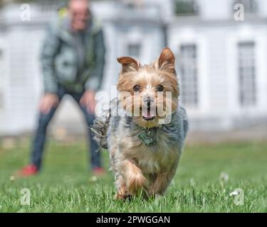 Yorkshire terrier having fun with owner Stock Photo