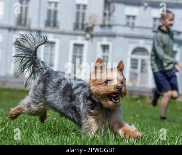 Yorkshire terrier having fun with owner Stock Photo