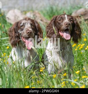 sprocker spaniels Stock Photo