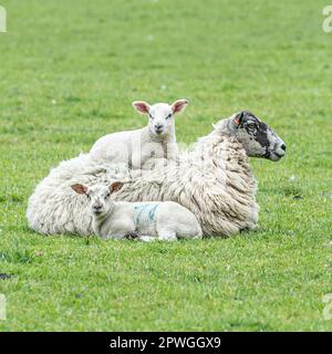 lambs and their sheep mother Stock Photo