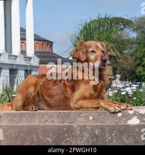 golden retriever Stock Photo
