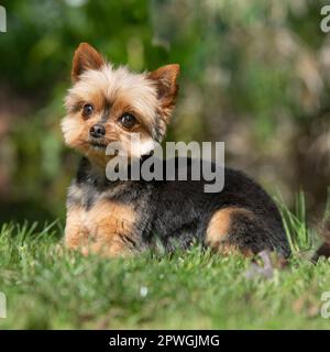 Yorkshire terrier lying down in grass Stock Photo