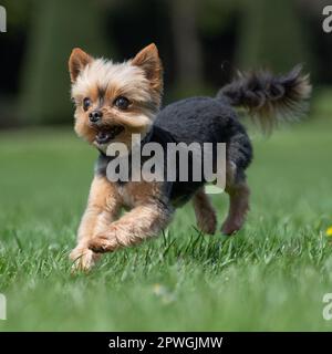 Yorkshire terrier running towards camera Stock Photo