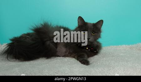 adorable grey long haired fluffy cat wearing a bow tie Stock Photo