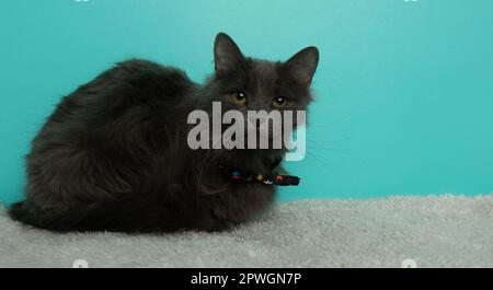 adorable grey long haired fluffy cat wearing a bow tie portrait Stock Photo