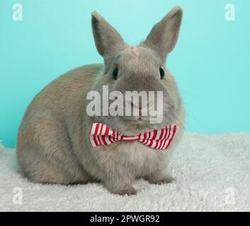 adorable grey bunny rabbit wearing a red and white striped bow tie portrait Stock Photo