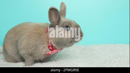 adorable grey bunny rabbit wearing a red and white striped bow tie side profile portrait Stock Photo