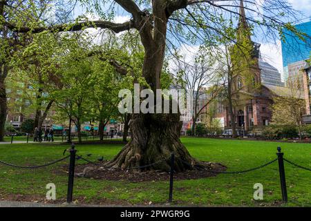 Old elm tree at Boston Common surrounded by squirrels, sparrows, and geese busy feeding Stock Photo
