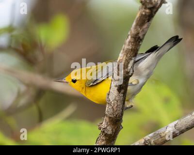 Prothonotary warbler (Protonotaria citrea), Tarcoles River, Costa Rica Stock Photo