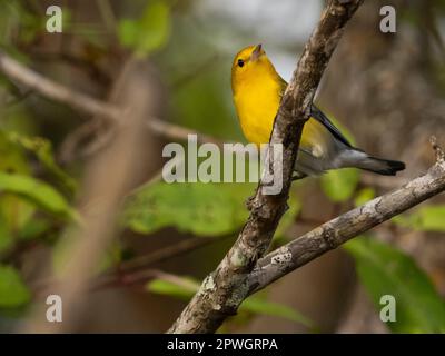 Prothonotary warbler (Protonotaria citrea), Tarcoles River, Costa Rica Stock Photo