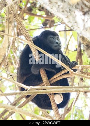 Male mantled howler (Alouatta palliata), Cabo Blanco Nature Reserve, Costa Rica Stock Photo