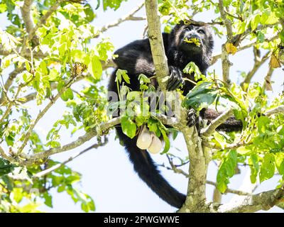 Male mantled howler (Alouatta palliata), Cabo Blanco Nature Reserve, Costa Rica Stock Photo