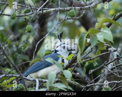 White-throated magpie-jay (Calocitta formosa), Cabo Blanco Nature Reserve, Costa Rica Stock Photo