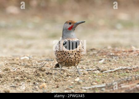 A male Northern flicker (Colaptes auratus) lands to look for insects in the Mojave desert of Southern California. Stock Photo