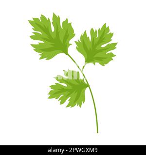 Parsley herb and leaves vector illustration. Spicy herbal plants, parsley, rosemary, coriander, oregano, mint on white background Stock Vector