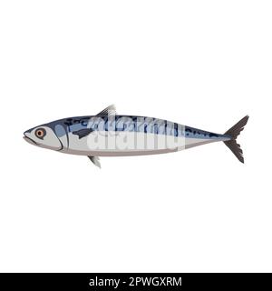 Freshwater mackerel fish cartoon illustration. Herring, mackerel, bream, catfish, sardine, halibut, anchovy isolated on white background. Seafood Stock Vector