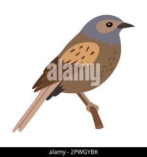 Robin bird cartoon illustration. Tomtit, robin, starling, woodpecker and sparrow sitting on tree branch isolated on white Stock Vector