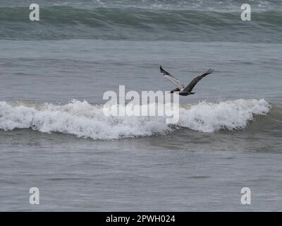 Brown pelican in flight (Pelecanus occidentalis), Cabo Blanco Nature Reserve, Costa Rica Stock Photo